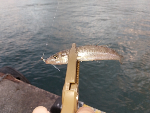 キスの釣果