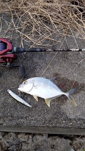 ロウニンアジの釣果