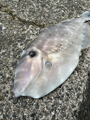 ウスバハギの釣果