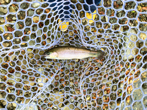 ニジマスの釣果