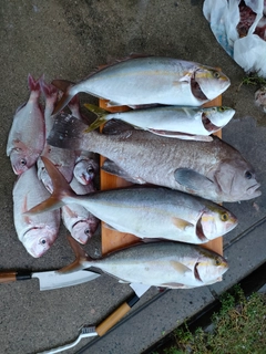 トビハタの釣果