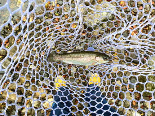 ニジマスの釣果