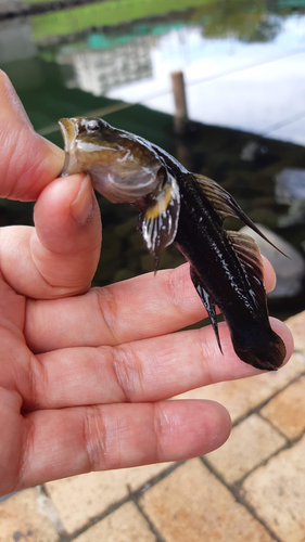 ハゼの釣果