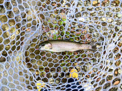 ニジマスの釣果