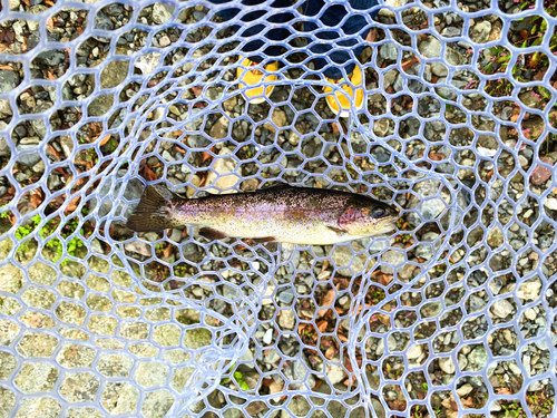 ニジマスの釣果