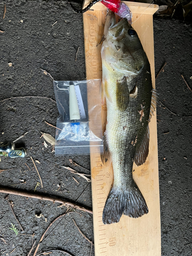 ブラックバスの釣果