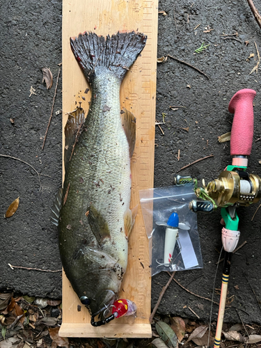 ブラックバスの釣果