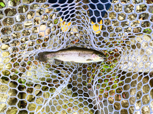 ニジマスの釣果