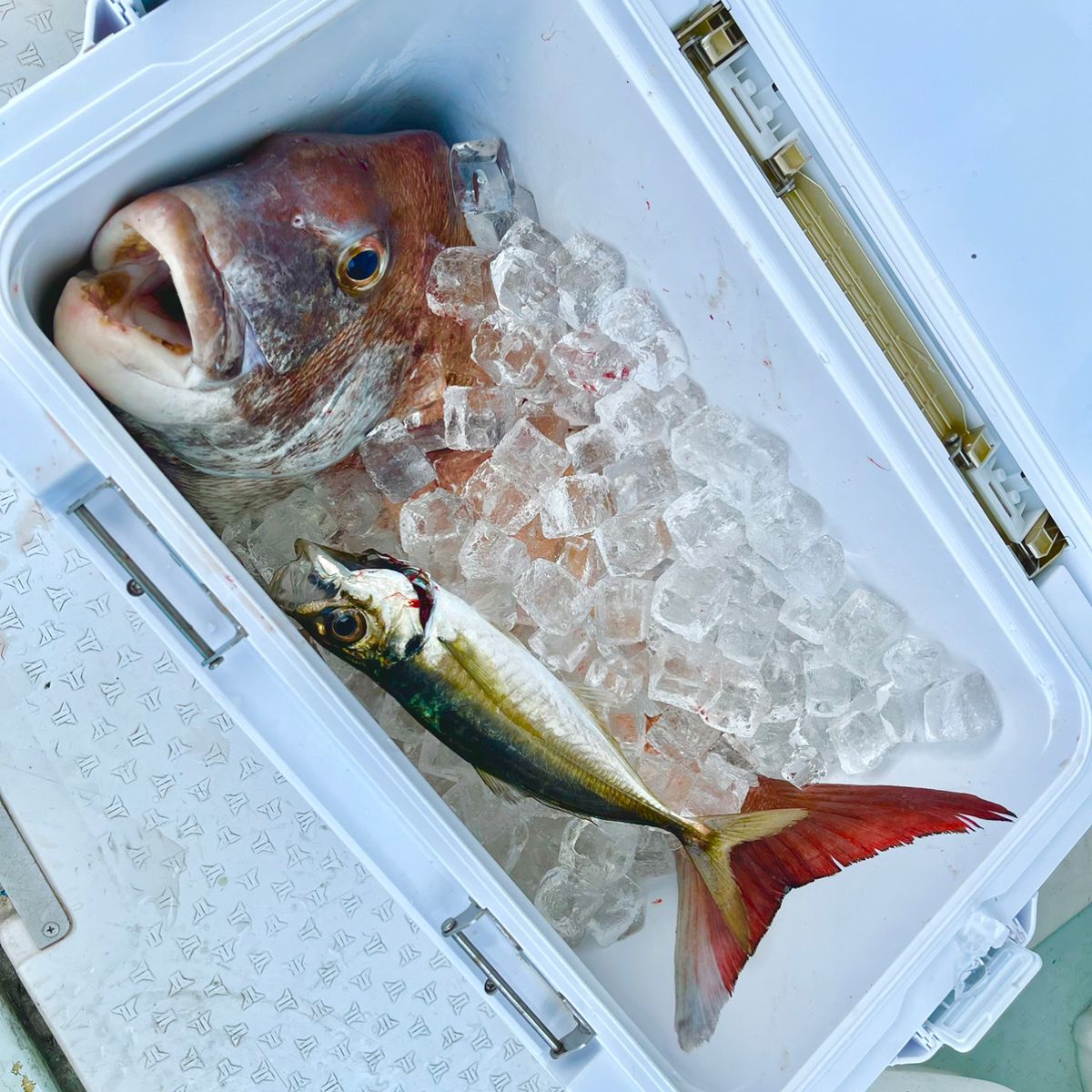 cokeke船長さんの釣果 3枚目の画像