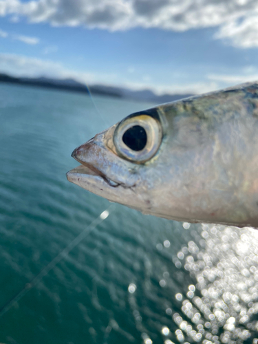 サバの釣果