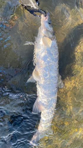 ウグイの釣果