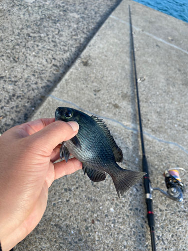 クロの釣果