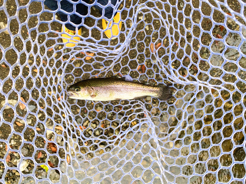 ニジマスの釣果