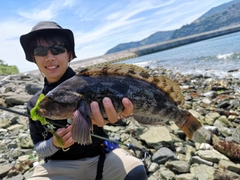 アイナメの釣果