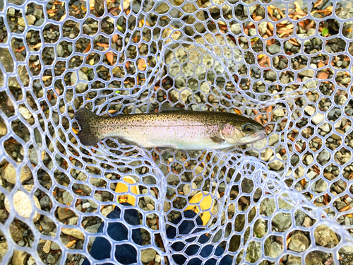 ニジマスの釣果