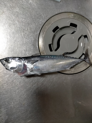 ヒラソウダの釣果