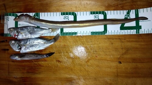 イシモチの釣果