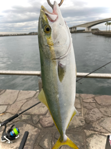 イナダの釣果