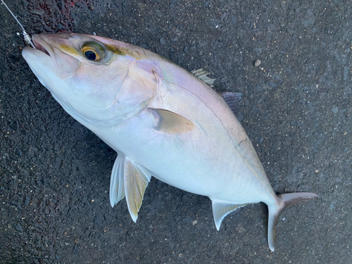 カンパチの釣果