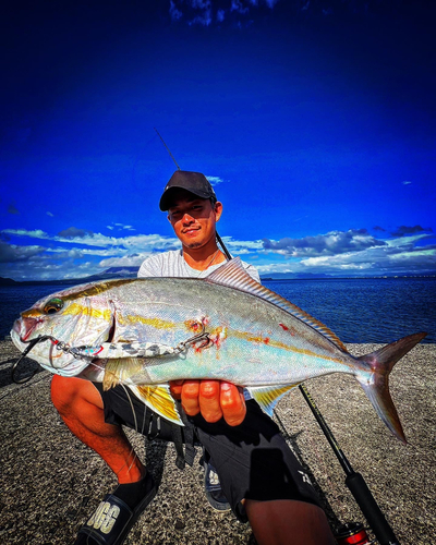 カンパチの釣果