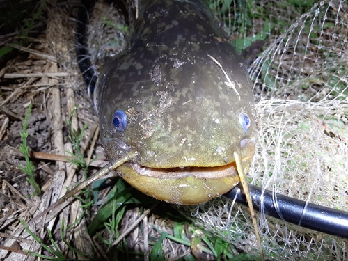 ナマズの釣果