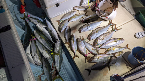 カンパチの釣果