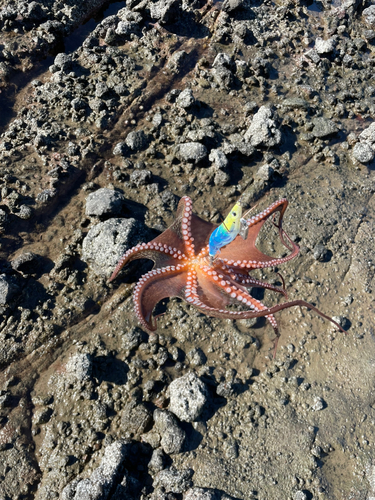 タコの釣果