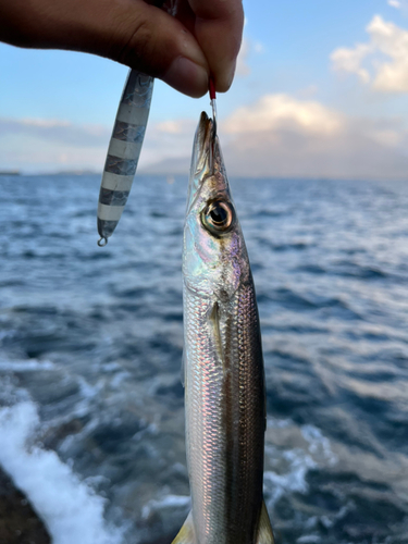 カマスの釣果