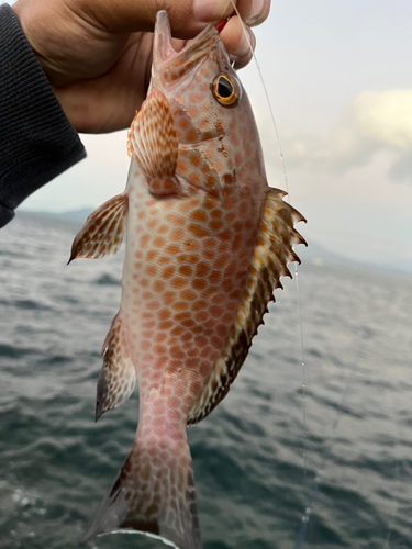 オオモンハタの釣果