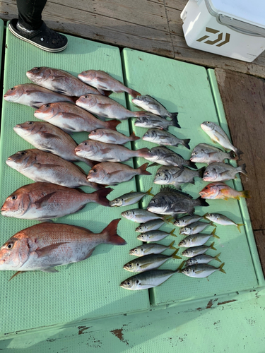 マダイの釣果