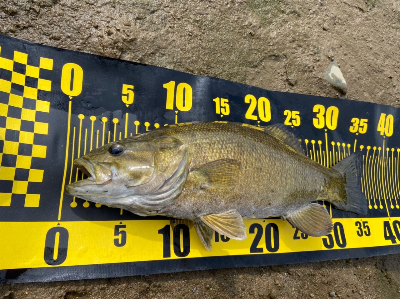 スモールマウスバス