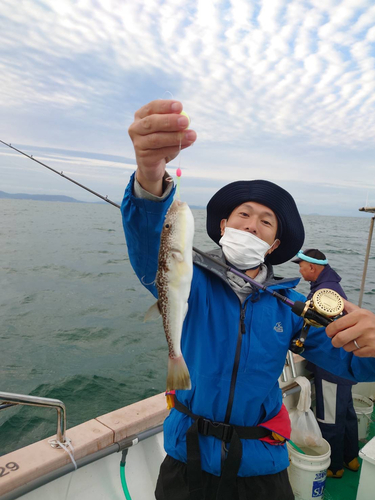 ショウサイフグの釣果