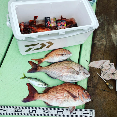 マダイの釣果