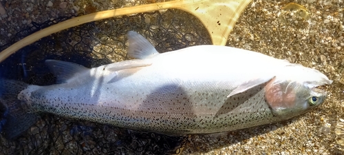 ニジマスの釣果