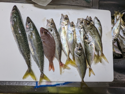 アジの釣果