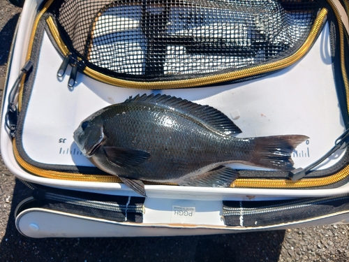 クチブトグレの釣果