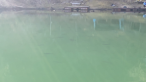 ニジマスの釣果