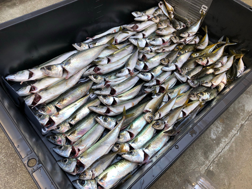 サバの釣果