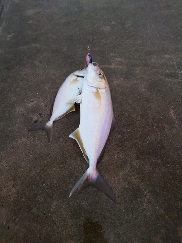 ショゴの釣果