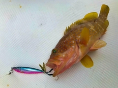 キジハタの釣果