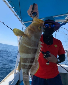 アオナの釣果
