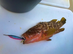 キジハタの釣果