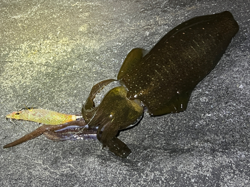 アオリイカの釣果