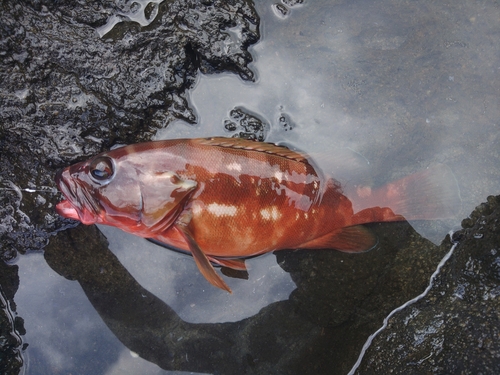 アカハタの釣果