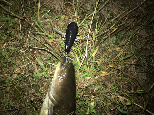 ナマズの釣果