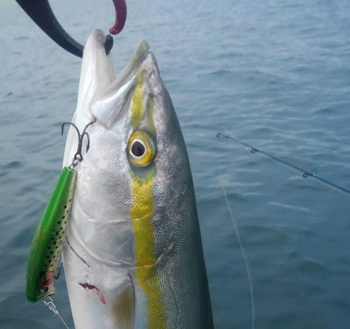 イナダの釣果