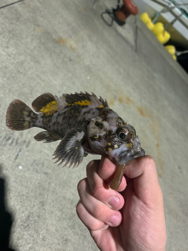 オウゴンムラソイの釣果