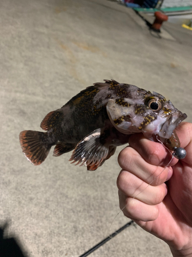 オウゴンムラソイの釣果