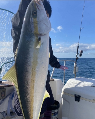 ヒラマサの釣果