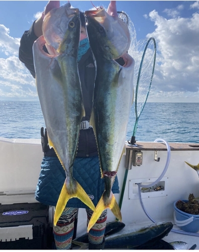 ヤズの釣果